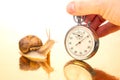 Snail and stopwatch in hand on a golden background. Speed concept. Measuring time at a distance. Finish in sports